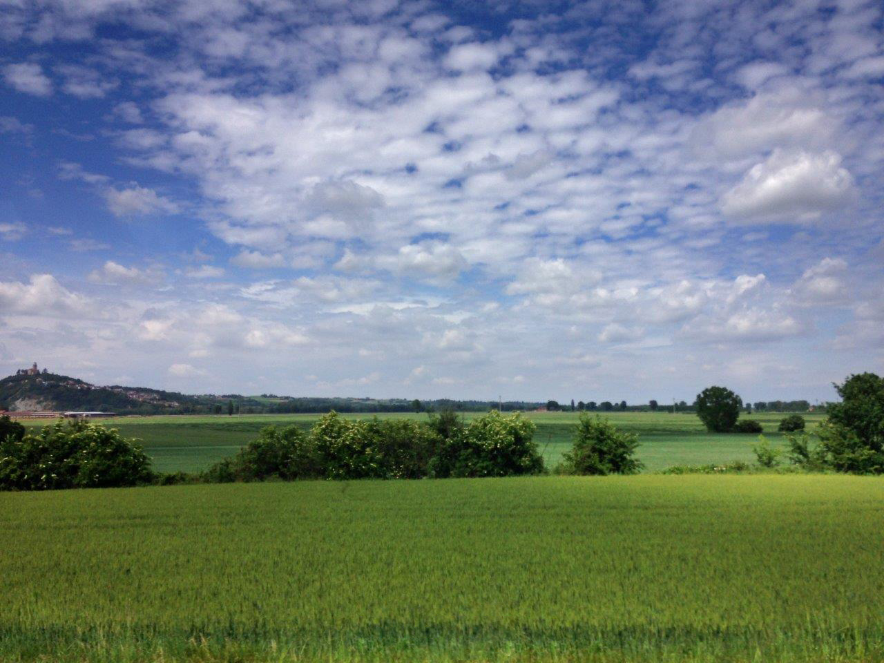 Frumento pre maturazione