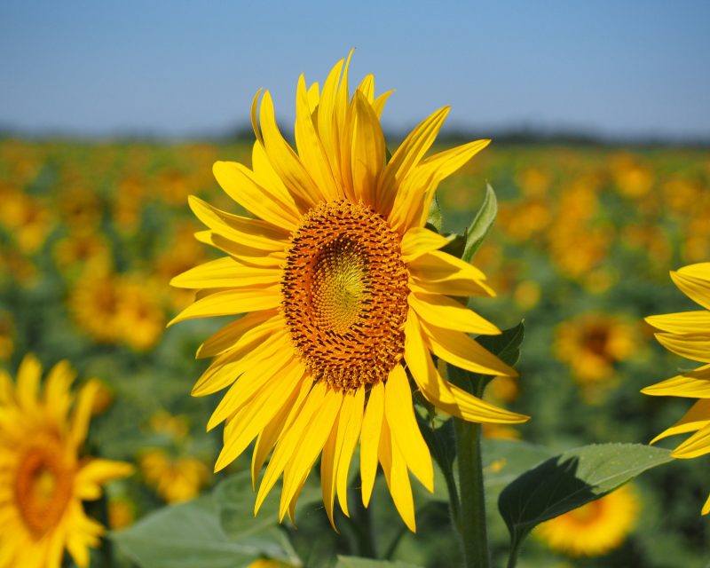 girasole-farine-d-estrazione-e panelli